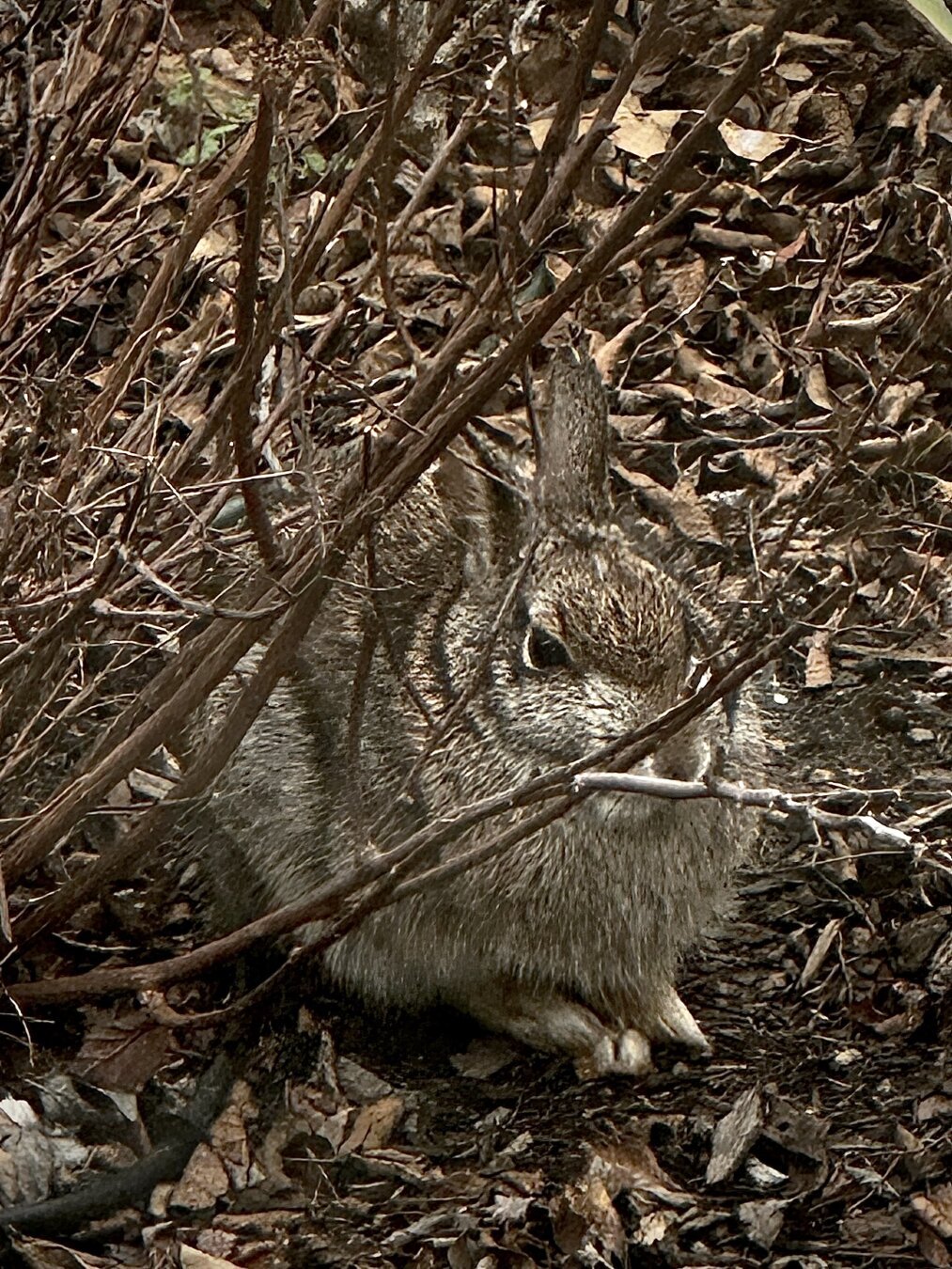 A rabbit sits almost completely camouflaged under a bush.
