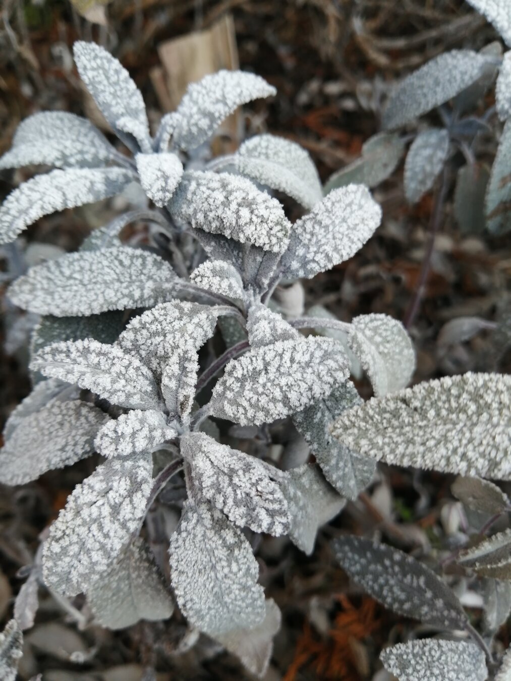 Some purple sage leaves that are dotted with bumpy frost.