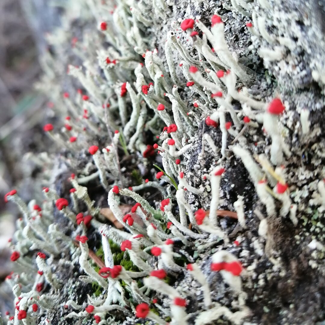 A close up photo of a Cladonia lichen that is pale greenish-grey with red tips.