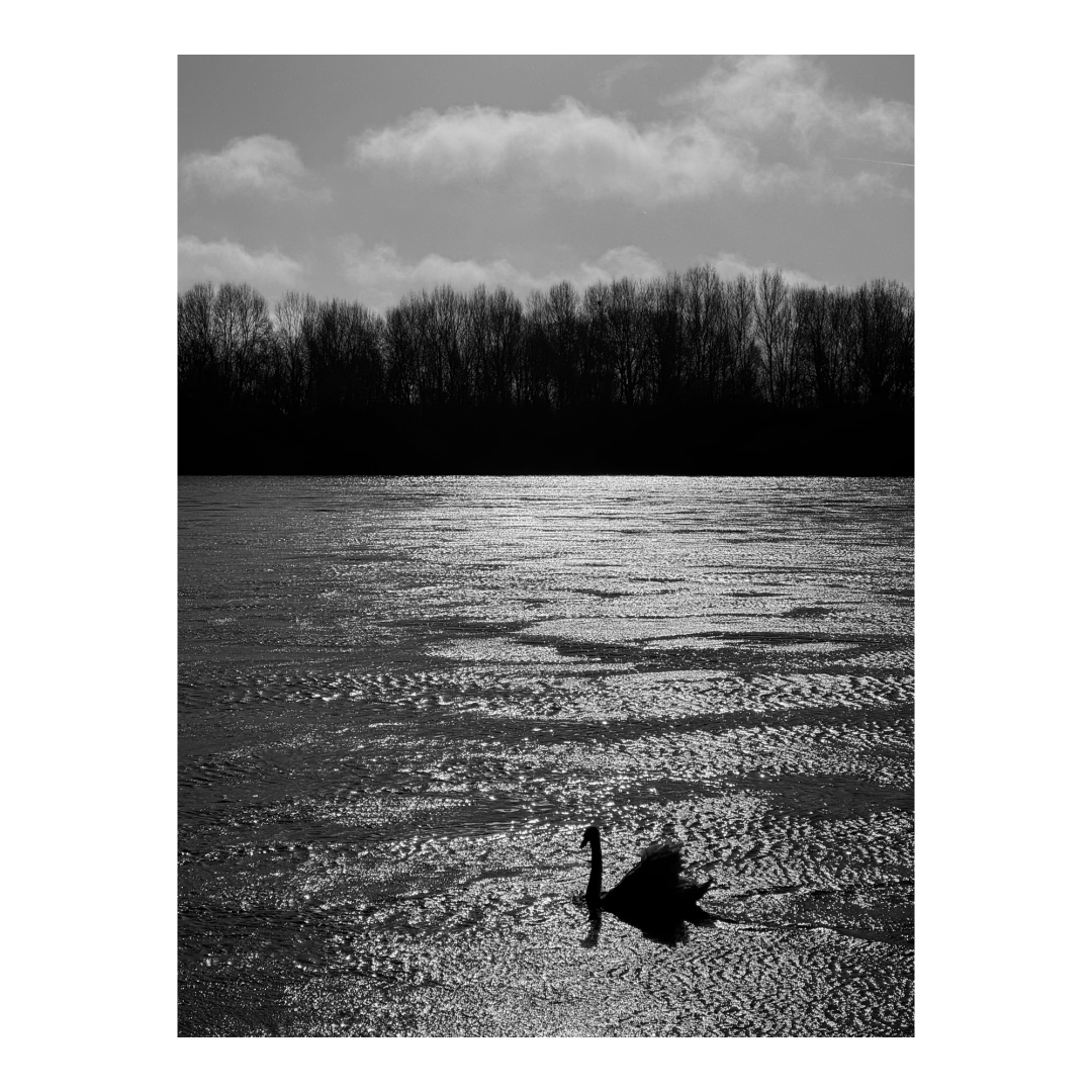 Swan on river against the light. (Version françæ) Cygne sur fleuve à contre-jour.