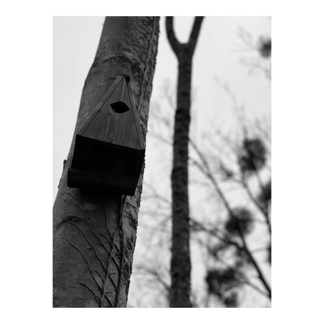 Triangular birdhouse attached to the trunk of a tree. (Version françæ) Nichoir à oiseaux triangulaire fixæ sur læ tronc d’æn arbre.
