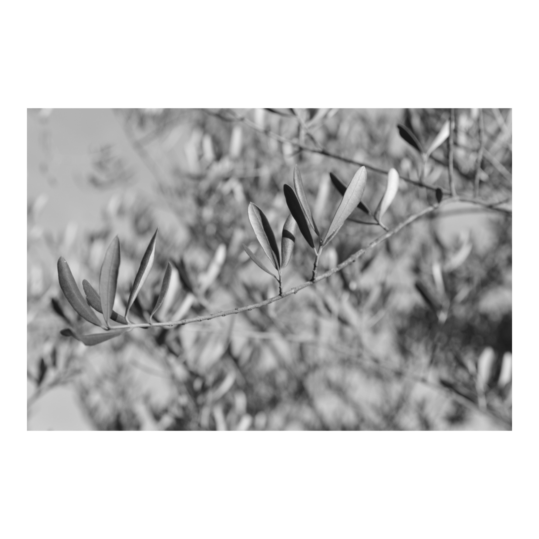 Quiet olive branches. (Version françæ) Branches d’oliviers tranquillou.