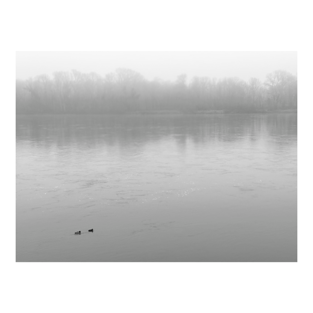 Two ducks on a deserted river on a damned misty day. (Version françæ) Deux canærs sur læ fleuve déserx æn jour de bæl brumasse.