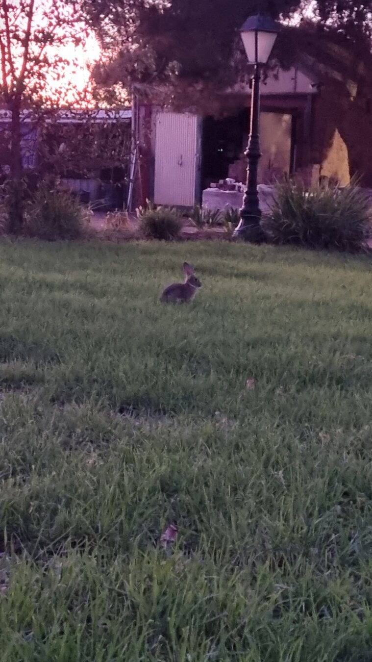 A small wild rabbit sitting in the middle of an area of grass in a garden.