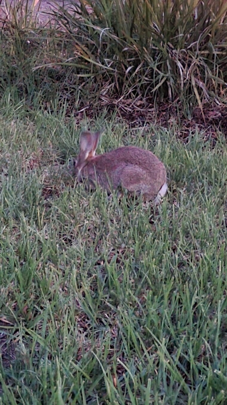 Closeup of small wild rabbit in grass