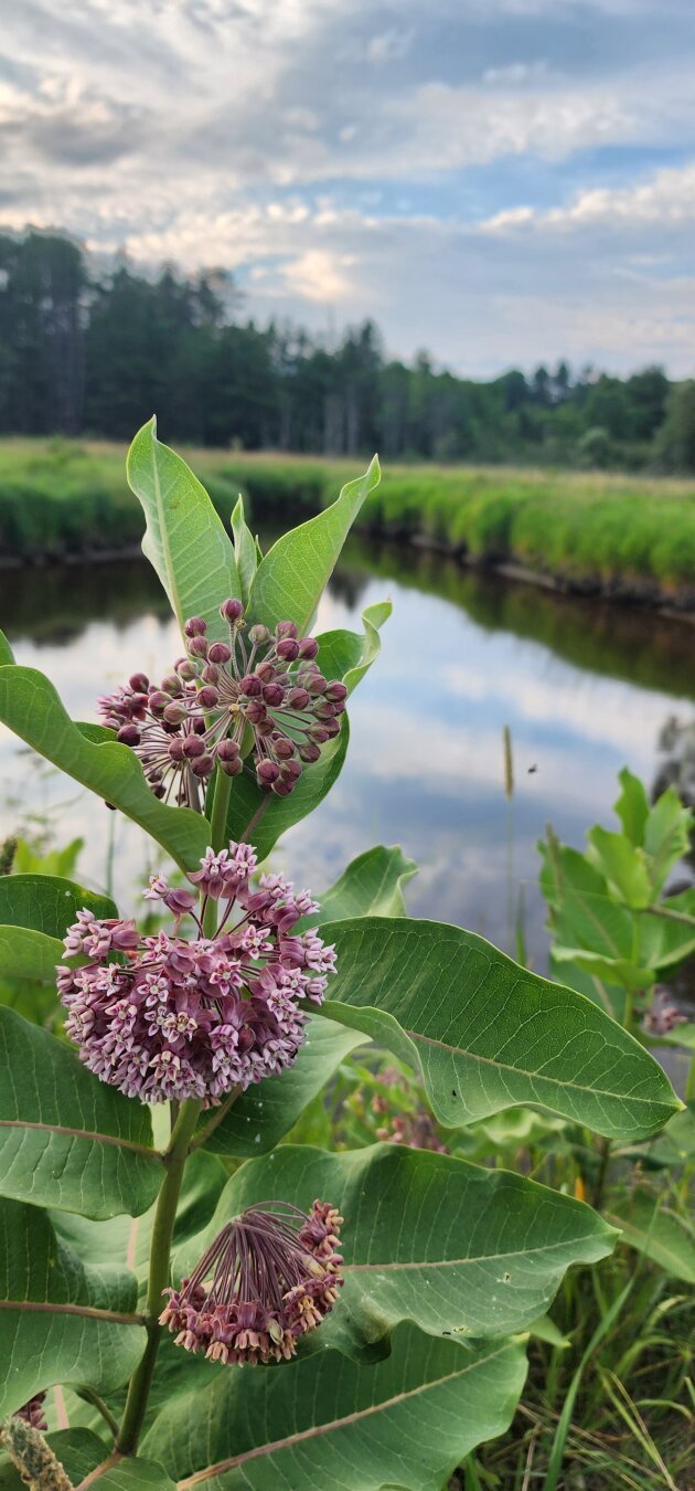 A close up focus shot of a purple and white hued milkweed against the background of a lake with a beautiful summer sky behind it.