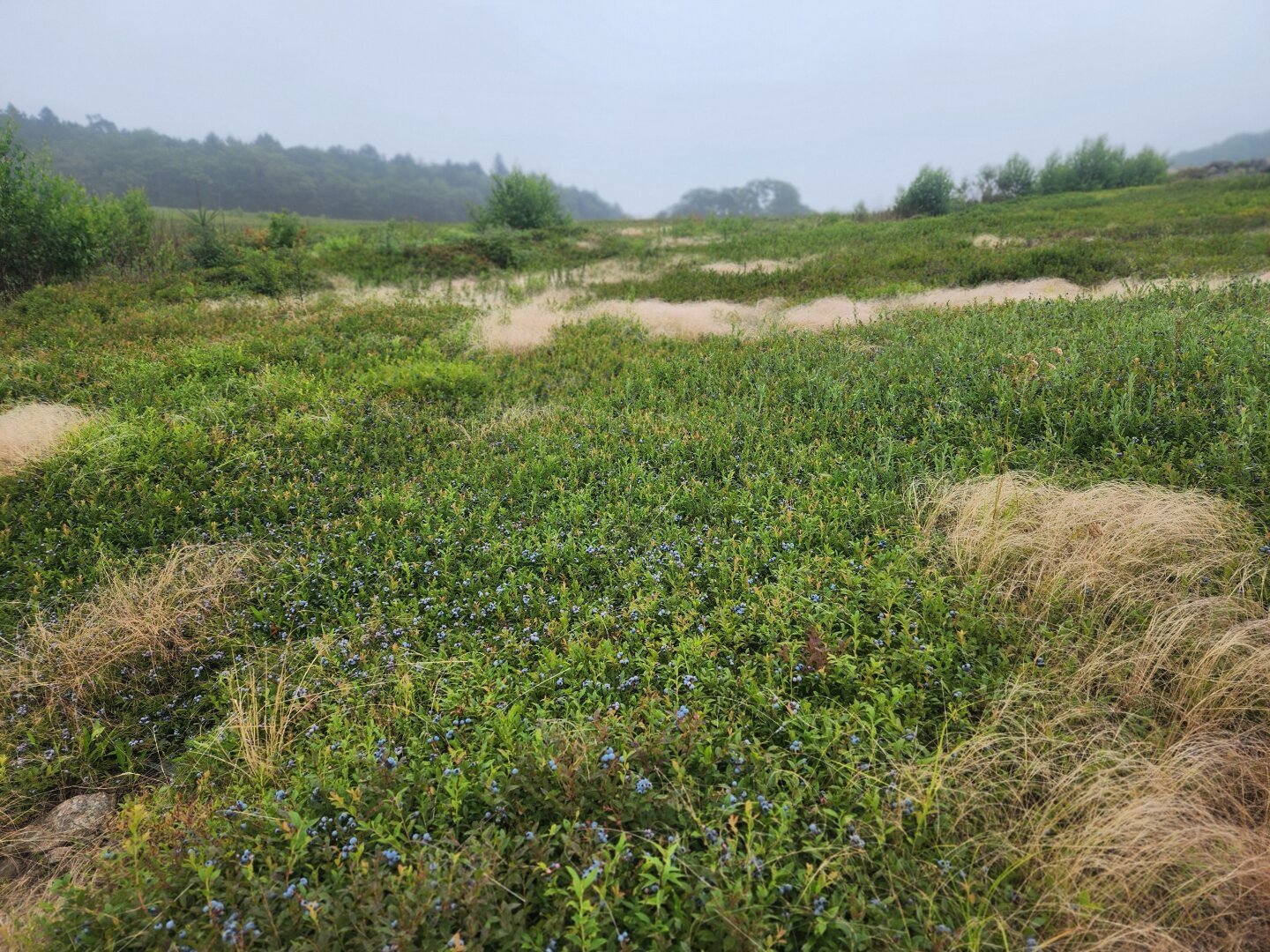 Pictures of a field of Maine blueberries ripe to harvest. Backdrop is a dirt road and treeline.