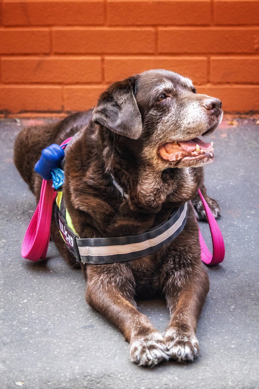 This photo is of an older chocolate Labrador Retriever (Chloé) lying down on a foothpath. She has a greyed muzzle and paws, and her mouth is slightly open (probably waiting to interject and to tell us to stop complaining) She is wearing a supportive harness with reflective straps and a bright pink leash. There is an orange brick wall directly behind her.