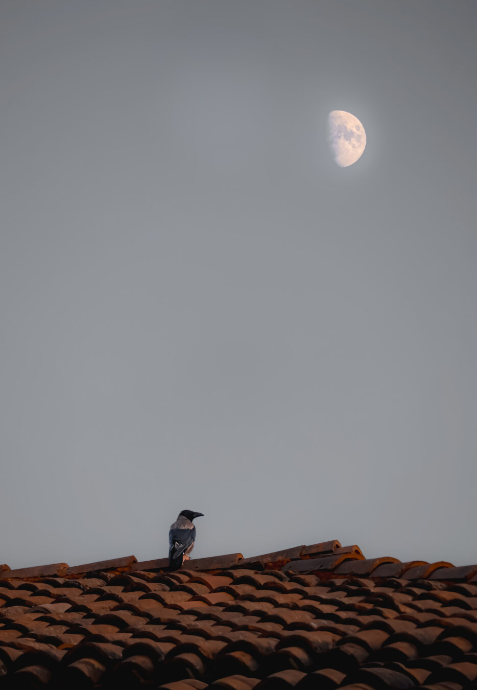 This is a photograph of a crow which is sitting perched on the edge of a clay-tiled terracotta roof. It is beneath a dim but bright grey sky. In the upper right corner there is a bright half-moon which is shining softly.