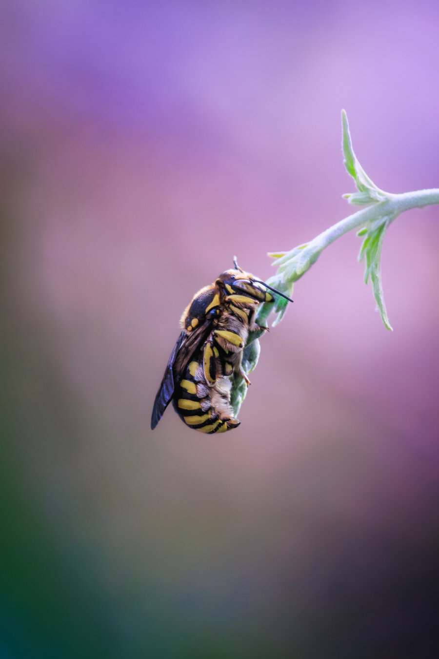 This is a photo of a yellow andblack striped European wool carder bee. They are holding onto a fine green lavender plant stem. The bee is shot pretty up close to highligt their textured fuzzy thorax, stripey abdomen, and long antenna. The background is made up of a smooth, brightly coloured blur of shades of purple, magenta, and deep green. (Pretty similar to all the rest of my lavender bees I've posted!)