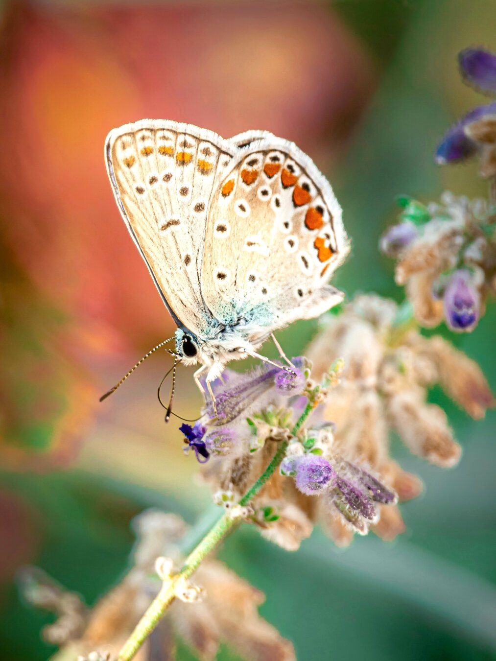 This is a close-up photograph of a small common blue butterfly. They are drinking up some nectar while perched on lavender flowers. Their wings are folded and have delicate beige undersides with dark spots and bright orange crescent (?) markings along the edges. The background is colourful and blureed. It is a mixture of warm orange, red, and green.