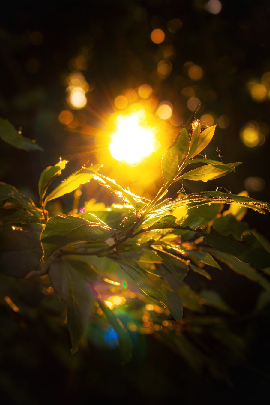 This is a photo of a branch from a tree in the San Michele in Bosco oark. Some bight sunlight bursts directly through a cluster of leafy green tree branches makingthe edges of the leaves glow. There are a couple of sparse spider webs which catch the light too. The top and bottom are pretty dark but above there are some circular bokeh orbs and below a lens flare because I had the camera pointed directly at the sun.