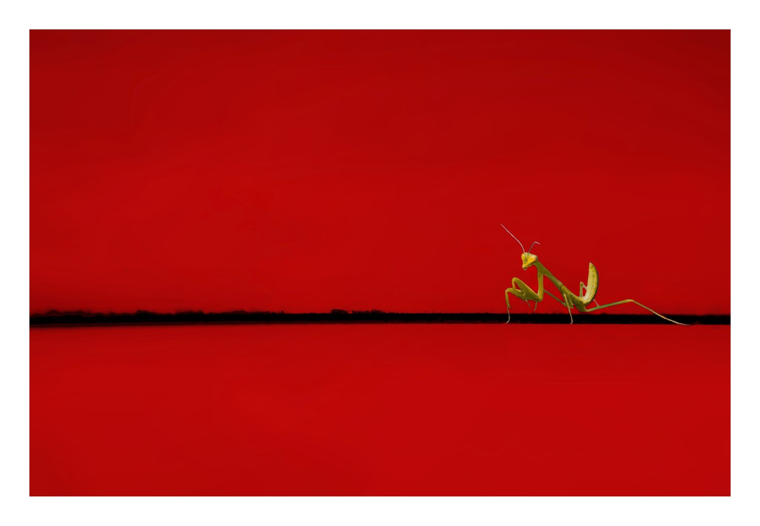 This is a photo of a really small and bright green praying mantis on a car hood. They are standing perched on a thin, horizontal black line against a solid, vibrant red background (the part where the hood meets the front wheel side). The mantis is on the right-hand side of the photo with their abdomen curled upward and their head turned forward.