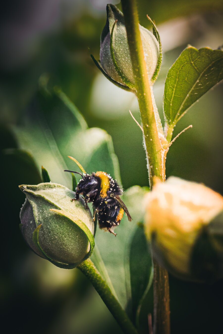 This is a photo of a cute little fuzxy bumblebee. They are  covered in tiny white pollen grains rests on a green unopened white hibiscus flower bud. There is another closed flower bud behind the bee and points upward directly above it on a main central stem. The background is a blur of foliage and soft sunlight.