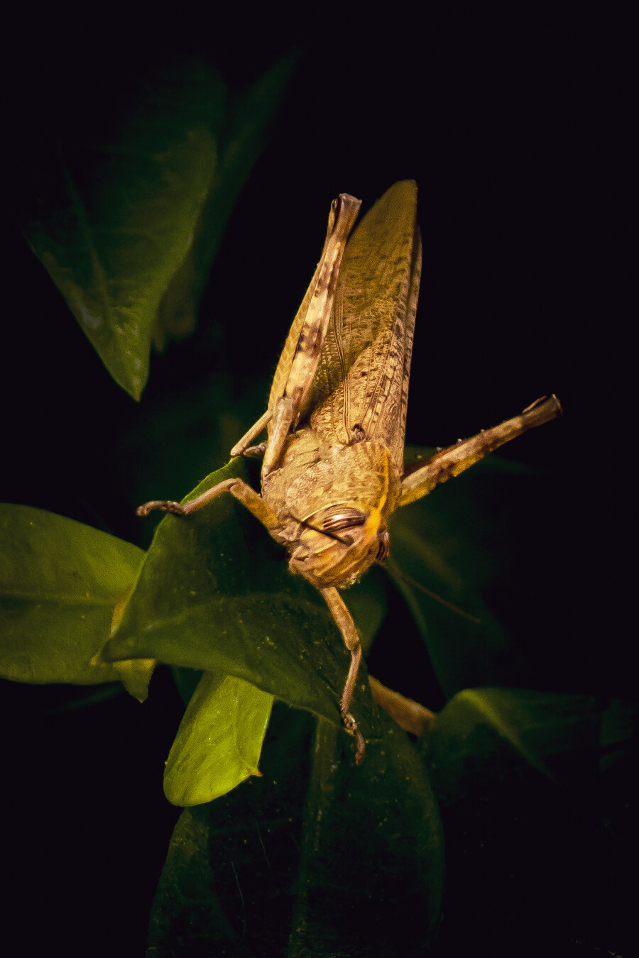 This is a photo of a  yellowish-brown grasshopper (at least from my research it appears to be an Egyptian Grasshopper and not a locust - but I am not sure!). It is hanging on to a leaf with head-downward and is against a dark, pitch-black background. Its body, compound eyes, antennas and jointed legs are lit up and in focus which helps to contrast against the dark surroundings. At least that was the plan 😂