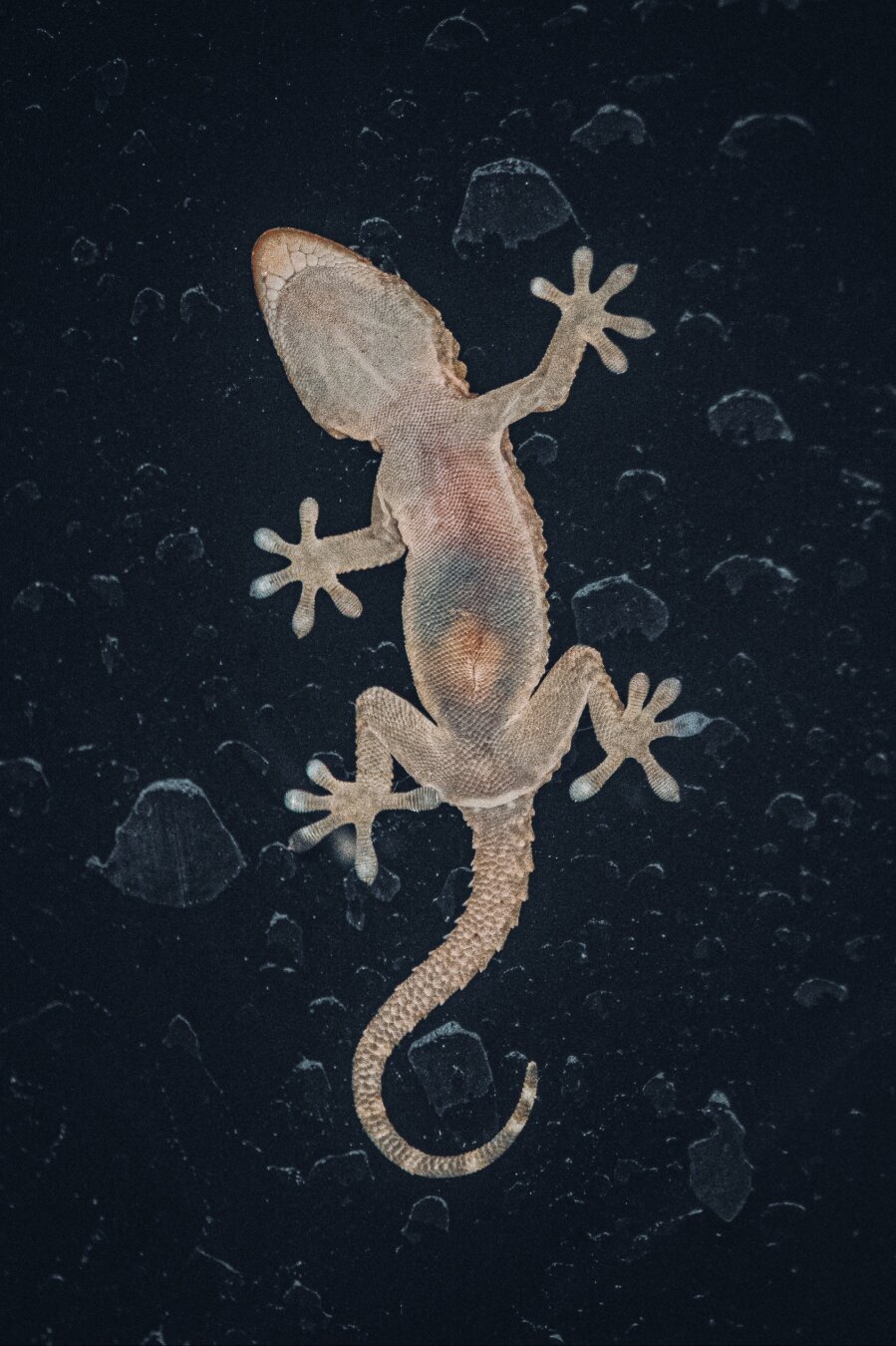 This is a photo of the underside of a small, light tan gecko on a window (at nighttime). The textured drop like pattern around it is just water residue. They have splayed toes with padded adhesive pads and their curled, textured tail are clearly visible against the dark background. (And you can even see the different colours in their tummy!!) Unfortunately this is the best quality I can upload because it gets super compressed - so this will have to do!