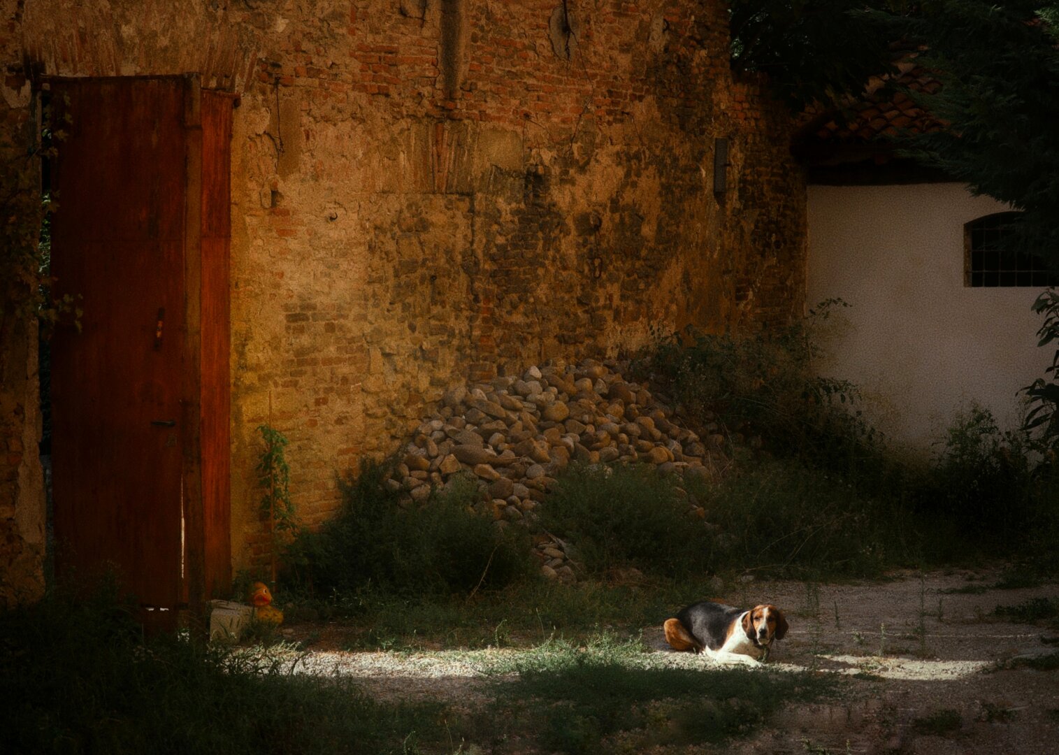 This is a photograph of Donut. He's a tri-coloured Tree Walker Coonhound. He's lying in a brightly lit patch of sunlight on the ground of a rustic courtyard. Behind him there is a large pile of rocks which rests against an aged, weathered brick wall next to overgrown greenery. On the left there is a tall, dark red/brown metal door that is slightly ajar and is letting in some rays of sunshine. Donut is resisting coming into the house and I forgot to bring biscuits with me so it took a while.