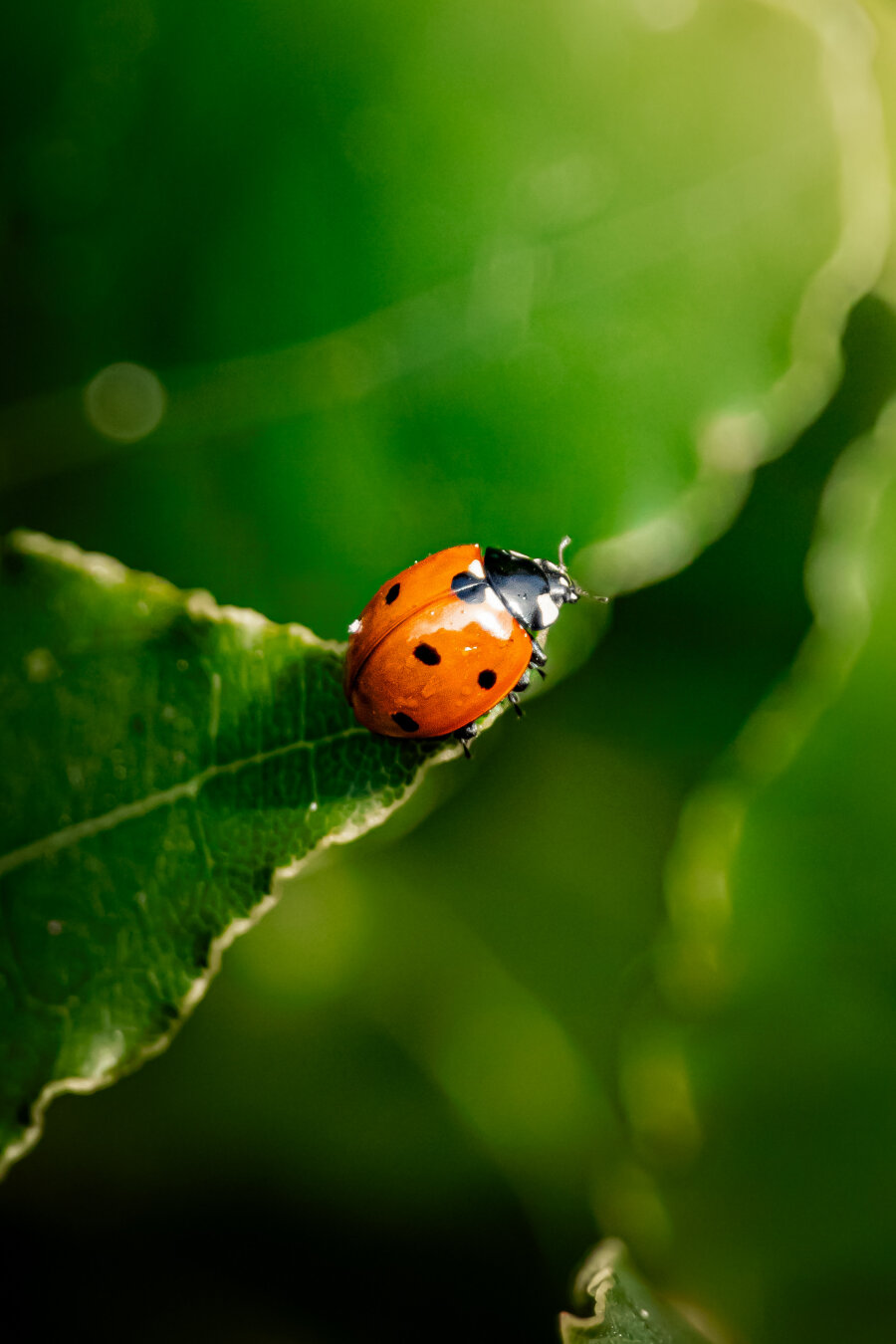 This is a photo of a bright red ladybug/ladybird with black spots. They are resting on the edge of a green leaf. There is some soft sunlight filters over the scene, casting a glow on the ladybird and on thee blurred green foliage in the background.