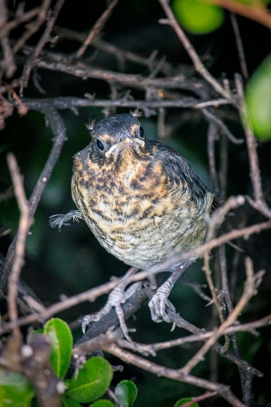 This is a photo of a small, baby (fledgling) blackbird. They are perched on thin, tangled bush branches. Their chest has speckled, light brown and white feathers  while tiny tufts of down stick out from the top of its head, but of bed-head 😂. There are some green leaves which frame the baby.