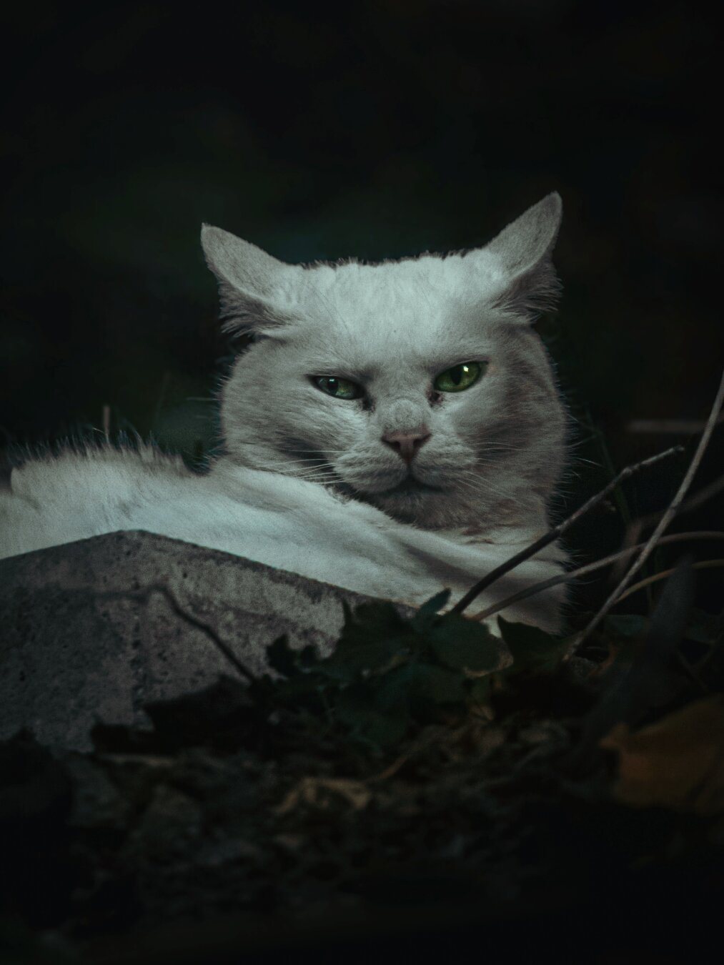 This is a photography of a white cat with striking green eyes. They are lying down against a dark, moody background. Their ears are flattened back (airplane ears)  as they are looking a little off camera with a focused expression. The foreground has leaves and rough surfaces, creating a quite a moody atmosphere