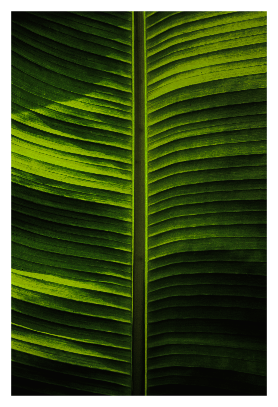 This photograph is a close-up of a large green banana leaf. It has a prominent stalk running vertically down the middle (which looks like a road to me). On either side of the stalk there are veins which extend horizontally across the leaf, creating a natural ribbed pattern (which I think look like fields, maybe it's because I'm from the country 😂). Some rays of sunlight filter through parts of the leaf and highlight  vibrant yellow-green sections while there are some deeper green shadows.