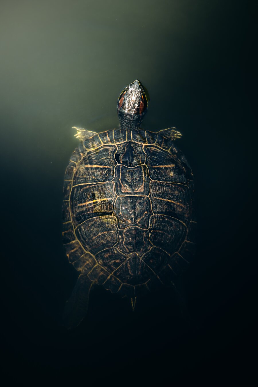 The photography is a  top-down view of a yellow-bellied slider turtle in dark water. It's mostly focused on their shell. From the left-hand side some sunlight lights up the patterned shell and front limbs of the turtle. The rest of the turtle and the surrounding water fades into dark, murky shadows.
