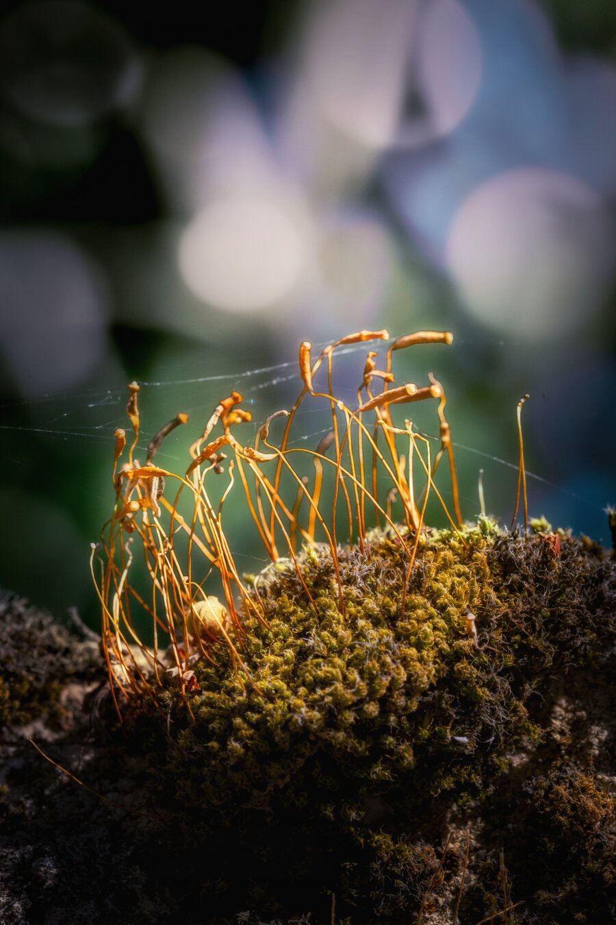 The photo is a close-up, macro view of a patch of green moss growing on the top of a really tall wall. It also has some golden-orange moss sporophytes extending upward into the air. There is also some pider silk stretch across stalks, catching the light. Rays of sunlight light up  details of the moss and sporophytes against blurred background filled with soft, circular bokeh lights.