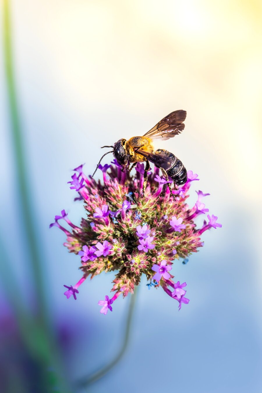 This is a photograph is of a Giant Resin Bee (?) on top of a cluster of small purple flowers attached to a thin green stem. The flowers are Purpletop Vervain. The background is a soft, brightly lit blur of pastel colours. And on the left there are a couple of stems and purple blurs from other flowers.