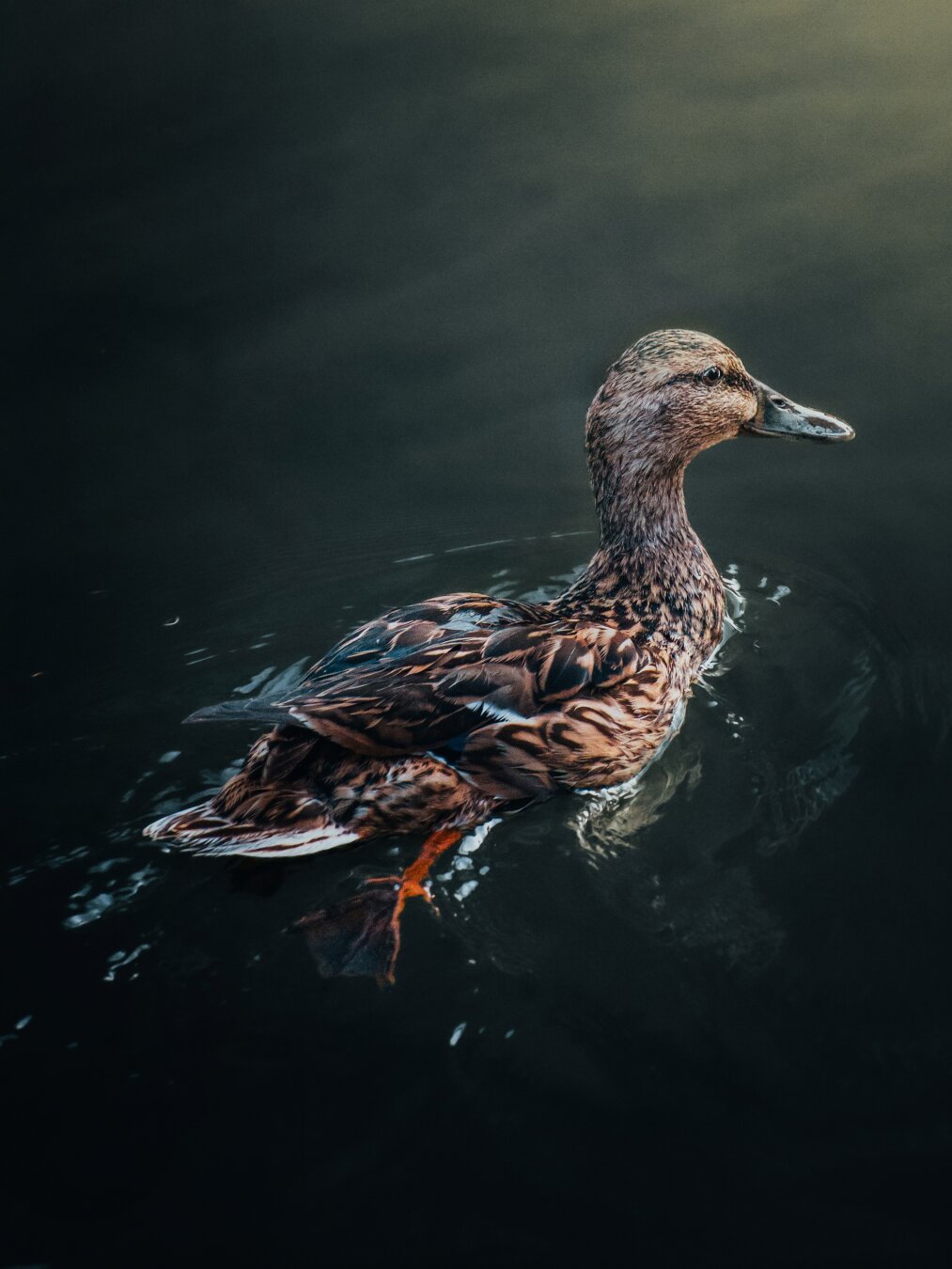 This is a photograph of a female mallard duck in Riva Reno. She has mottled brown feathers and is  floating gracefully on dark, calm water. There are some ripples surround her body as one of her webbed orange feet is visible paddling below the surface is visible beneath the clear water.