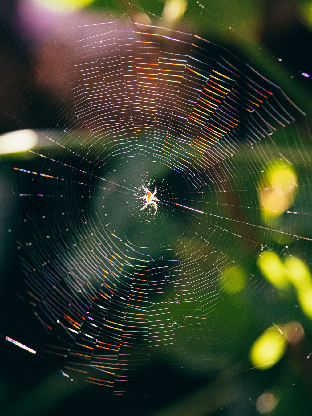 This is a photograph of a small, light-coloured spider. (No idea what type, sorry!) It is sitting directly in the centre of a thing circular web. Sunlight catches the thin web strands creating vibrant iridescent rainbow colours across the rings. The background is soft, out-of-focus greenery with glowing bokeh highlights.