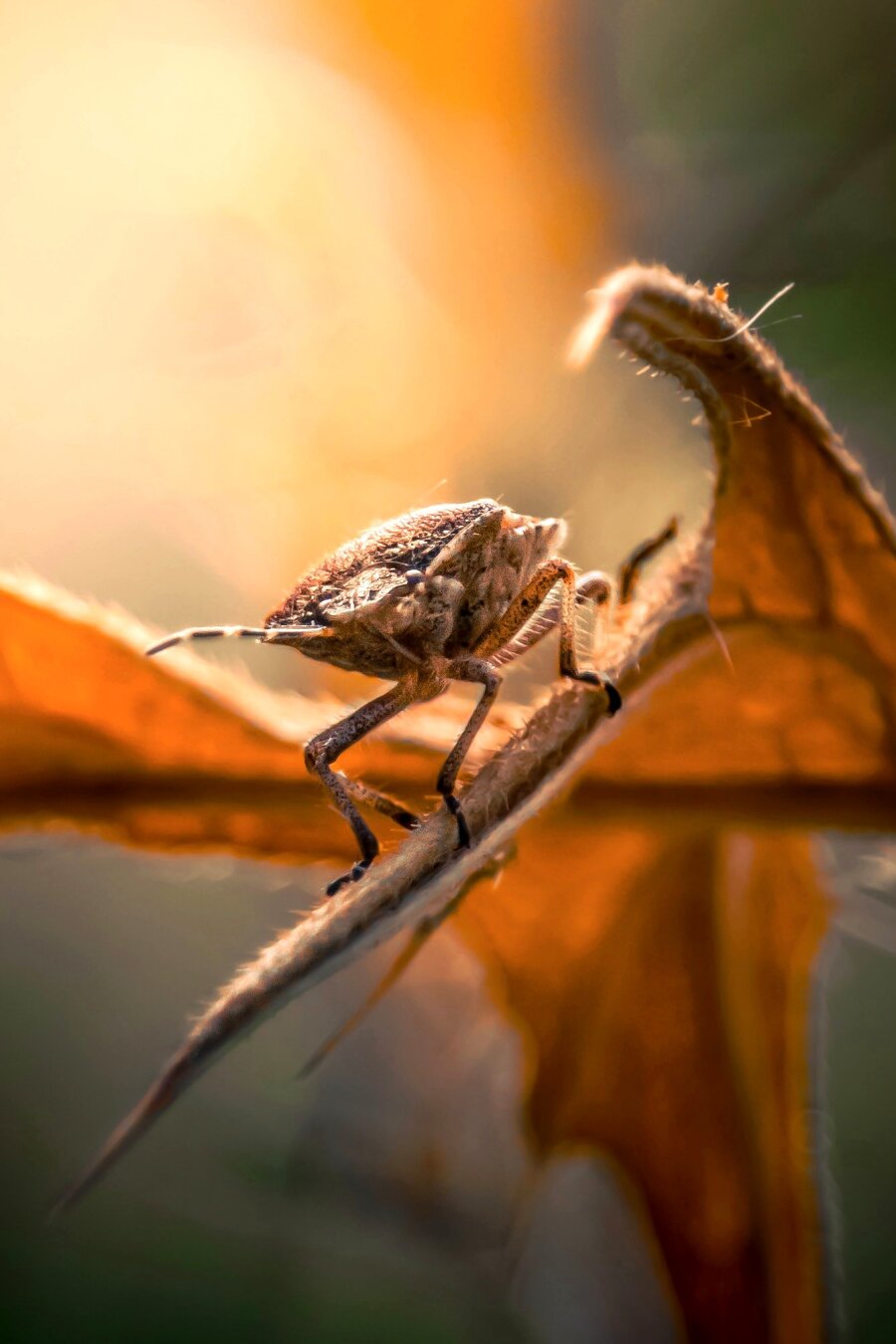 This is a photograph of a brown sfield/stink bug. It is perched on a curved, fuzzy leaf which is lit up by golden backlighting. Around it there is some soft bokeh (? blur?) in warm orange and green tones.