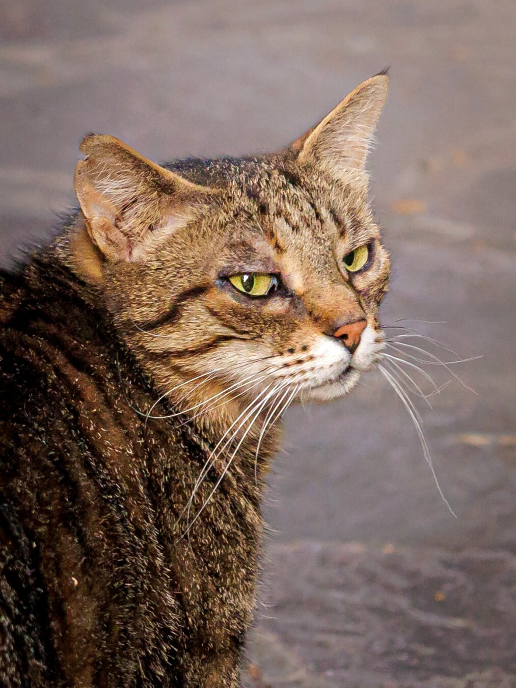 This is a close-up portrait of a local brown tabby cat. They are looking slightly off to the side with an intense smouldering/blue steel gaze. They have greenish-yellow eyes, white whiskers, and dark stripes. The background is just some grey concrete slabs.