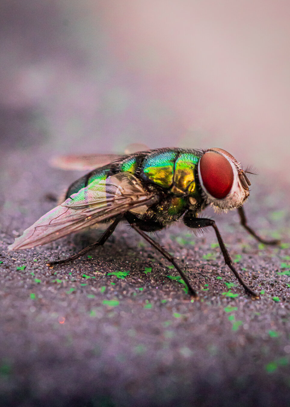 A close up photo of a Common Green Bottle Fly. It has a shiny metallic looking body that is green and gold. It has really big red eyes with a whitish/grey face.