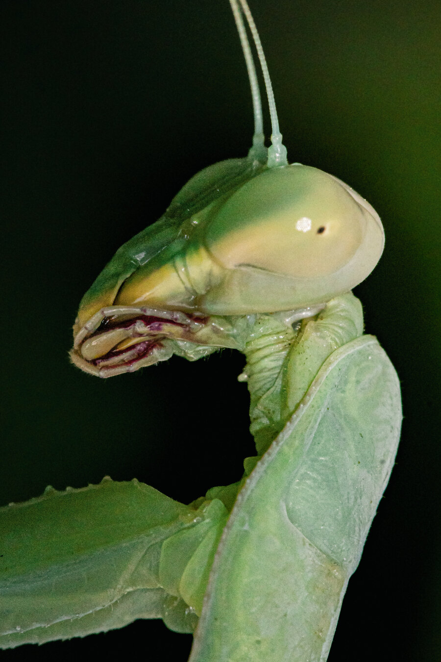 This is a macro photo of a praying mantis. It is an extreme close-up side profile of the praying mantis with a dark, out-of-focus background. Their head has a prominent, bulbous compound eye with a  dark spot near the centre along with two antennae extending upward from the top of their head. 
Below is their mouth with all the little pieces (kind of icky, not going to lie 😂) 
And their thorax and front leg extend out towards the left hand side of the photo.