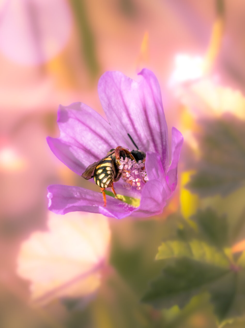 This is a close-up macro photograph of a little pebble bee gathering pollen inside a vibrant pink, five-petaled mallow flower. They are nestled deep within the blossom which is covered in pollen grains around their head and thorax. The soft-focus background features has warm, dreamy tones of pink, gold, and green. (This was an experiment, I will probably try this part again - but better 😂)