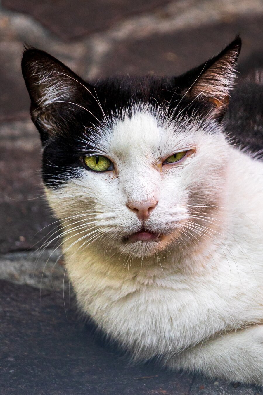 An up-close portrait of a black and white cat. They have green eyes and long whiskers. Their left eye (so on the right for us), is partially closed.