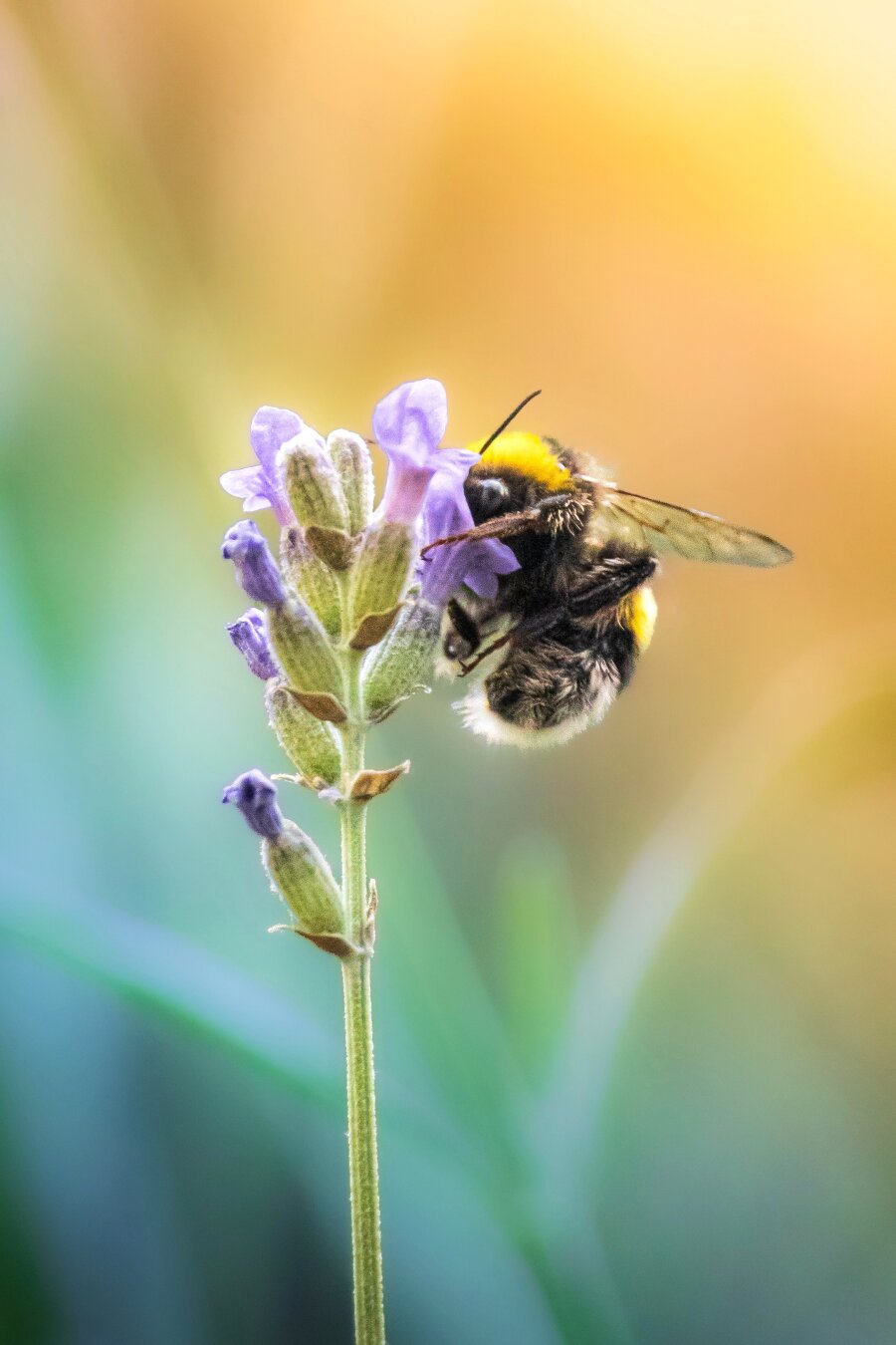 This is a close-up photograph of a bumblebee ont the purple blossoms of a lavender stalk. The bee has a black and yellow fuzzy body with delicate translucent wings folded along their back. The background is in  soft-focus and is blurred. It has warm hues and green shades behind the stem.