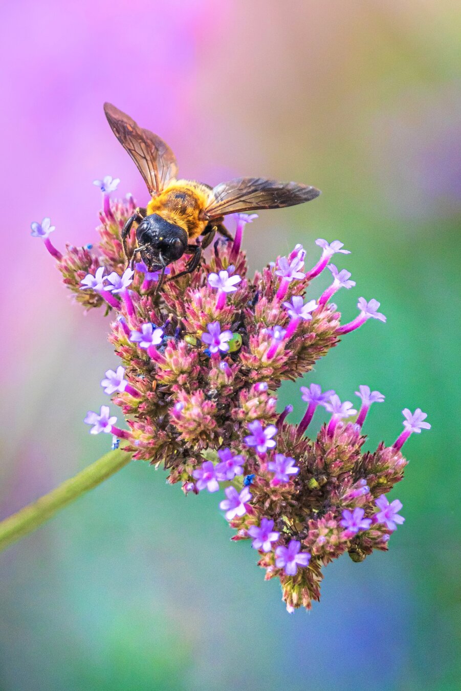 This is a photo of a fuzzy giant resin bee which is perched on top a cluster of purple verbena flowers. Their wings are outstretched against a soft, coloruful pastel background of blended purple and green tones. (With a little bit of yellow and blue for good measure 😂)
