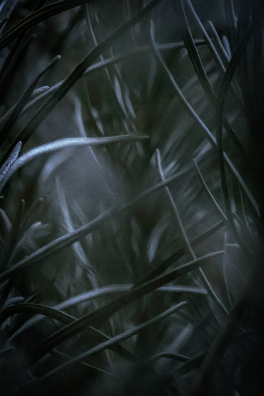A close up photograph of a curry plant. All the leaves are woven together and appear like a dark forest. (Sidenote, to me they smell like maple syrup!)