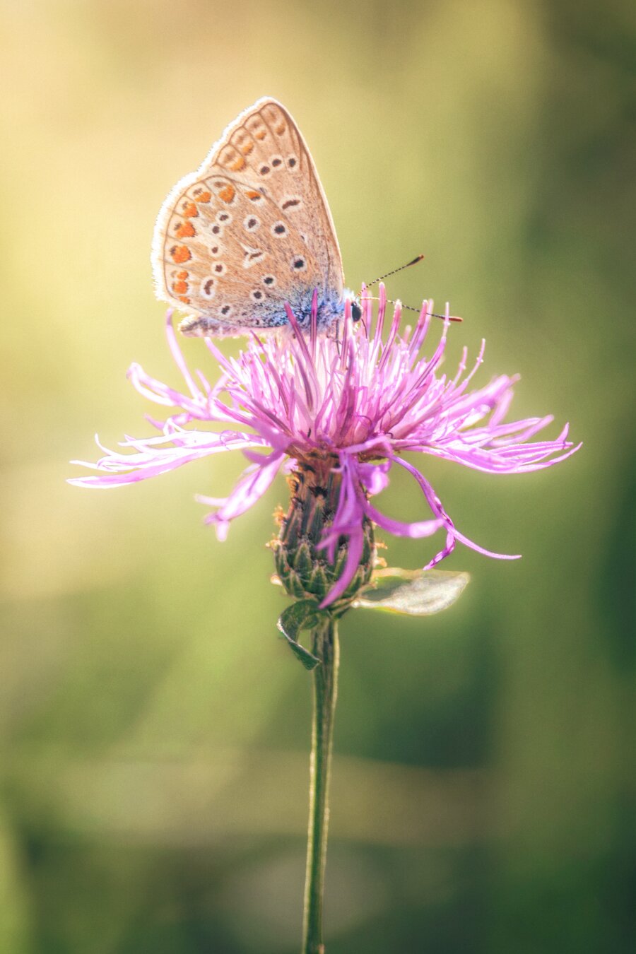 This is a close-up photo of a small common blue butterfly which is on top a pink knapweed/star thistle blossom. The knapweed has a long thin green stem. The butterfly jas patterned spots with orange highlights along the edges. In the backgroind there is some warm, soft sunlight.