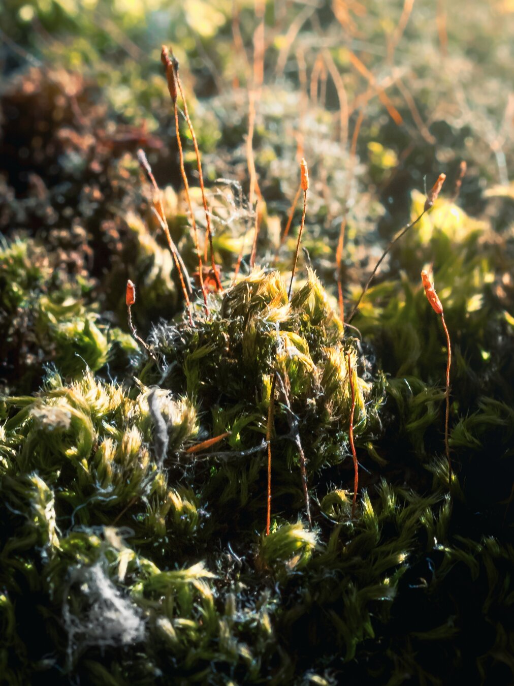 This is a macro photograph of some moss. It's a close-up view of a dense patch of green moss that was taken again, from the top of the tall wall. 😂 It is also lit up with some soft sunlight. There are a few thin, reddish stalk-like moss sporophytes which extend upward from the leafy base (kind of like trees), they are topped with tiny reddish-orange capsules. There is a shallow depth of field with a softly blurred background.