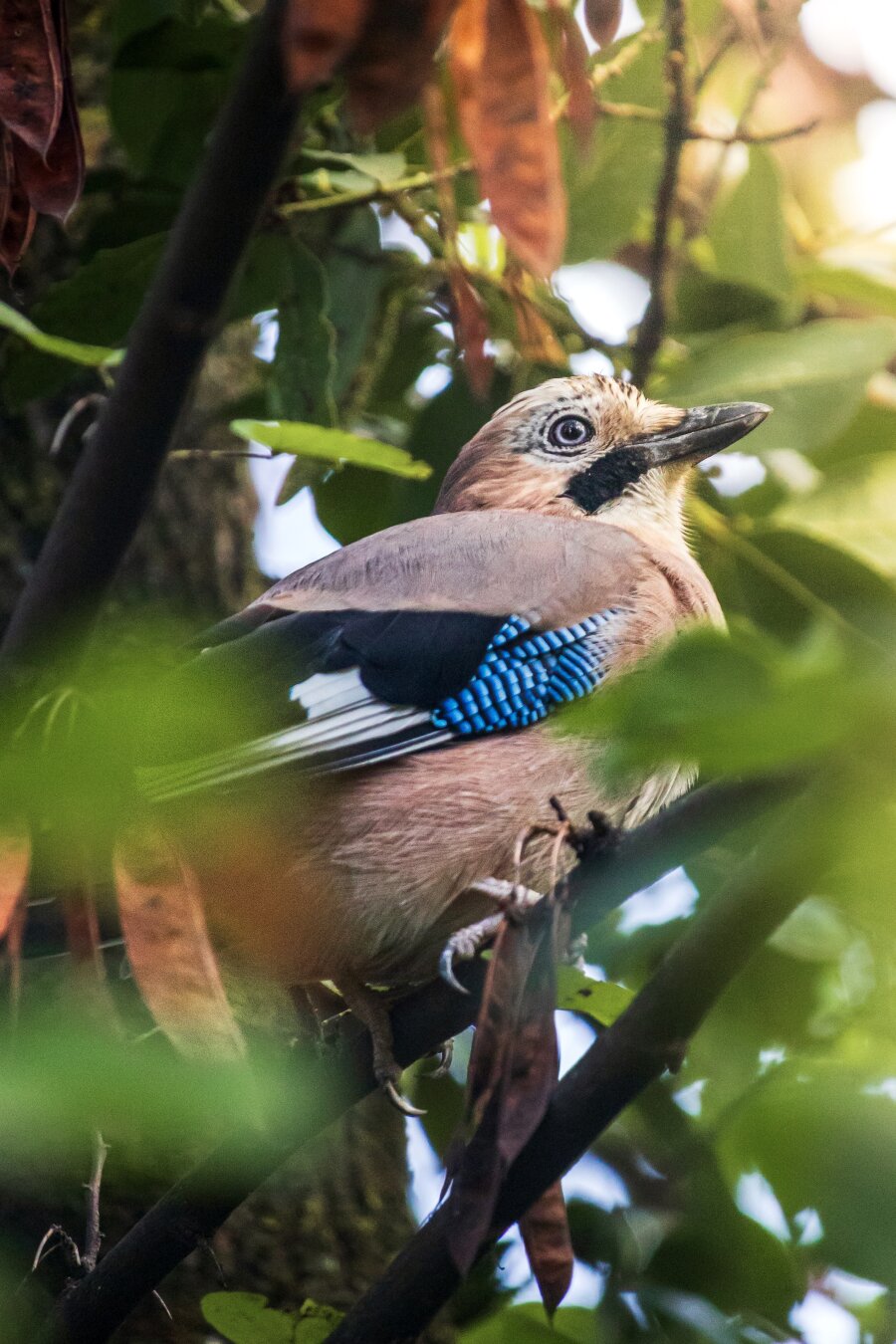 This is a photo of a Eurasian Jay amongst dense tree branches. They are framed by green leaves and brown pods. Their light browny feathers are highlighted by a a streak of bright blue and black barred feathers along their wing. They are looking off to the right.
