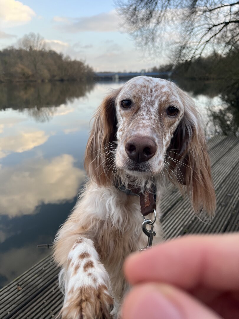 Dog giving paw, in the back there is a body of water with reflecting clouds and trees