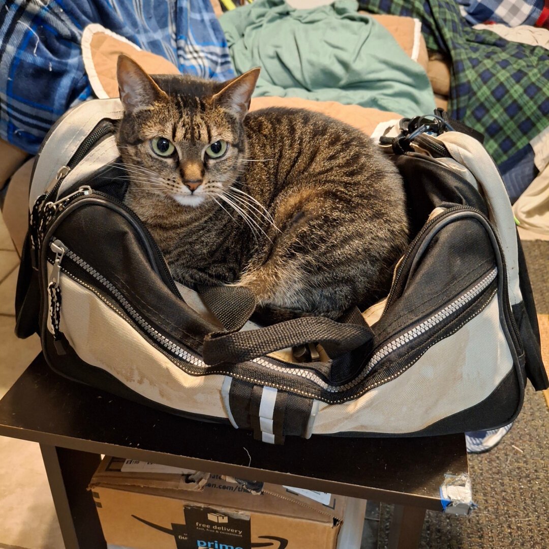 Pixel lying on a different full duffel bag after I had to take her of the first one.