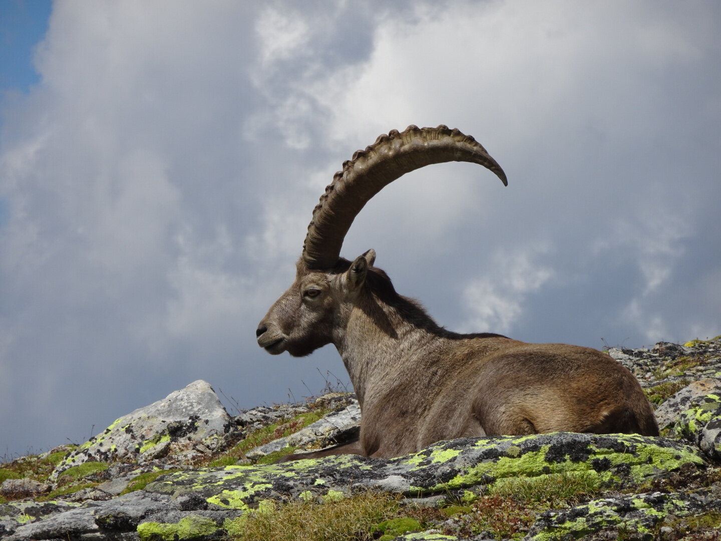 Alpine ibex in the Swiss Alps, sitting on some rocks