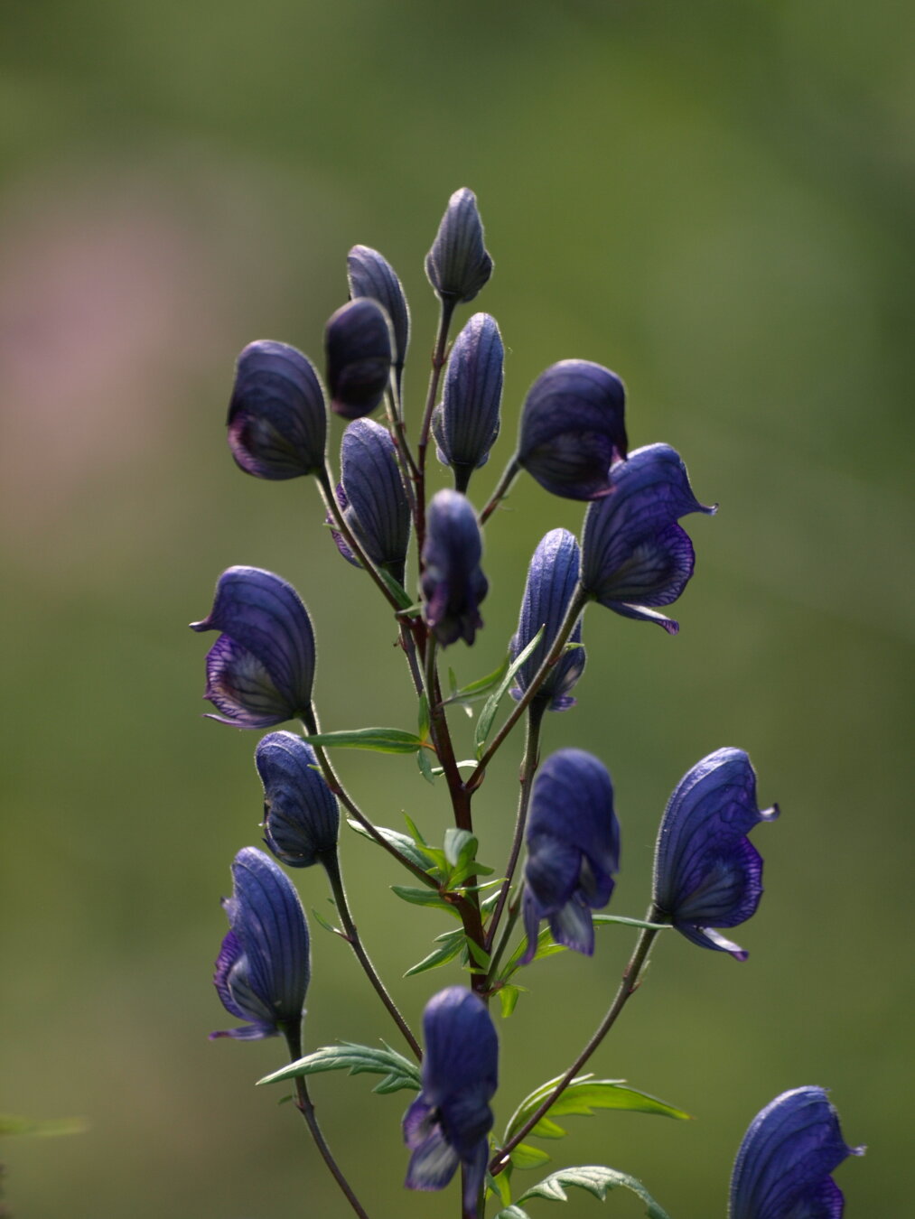 Monkshood (lat. Aconitum napellus)