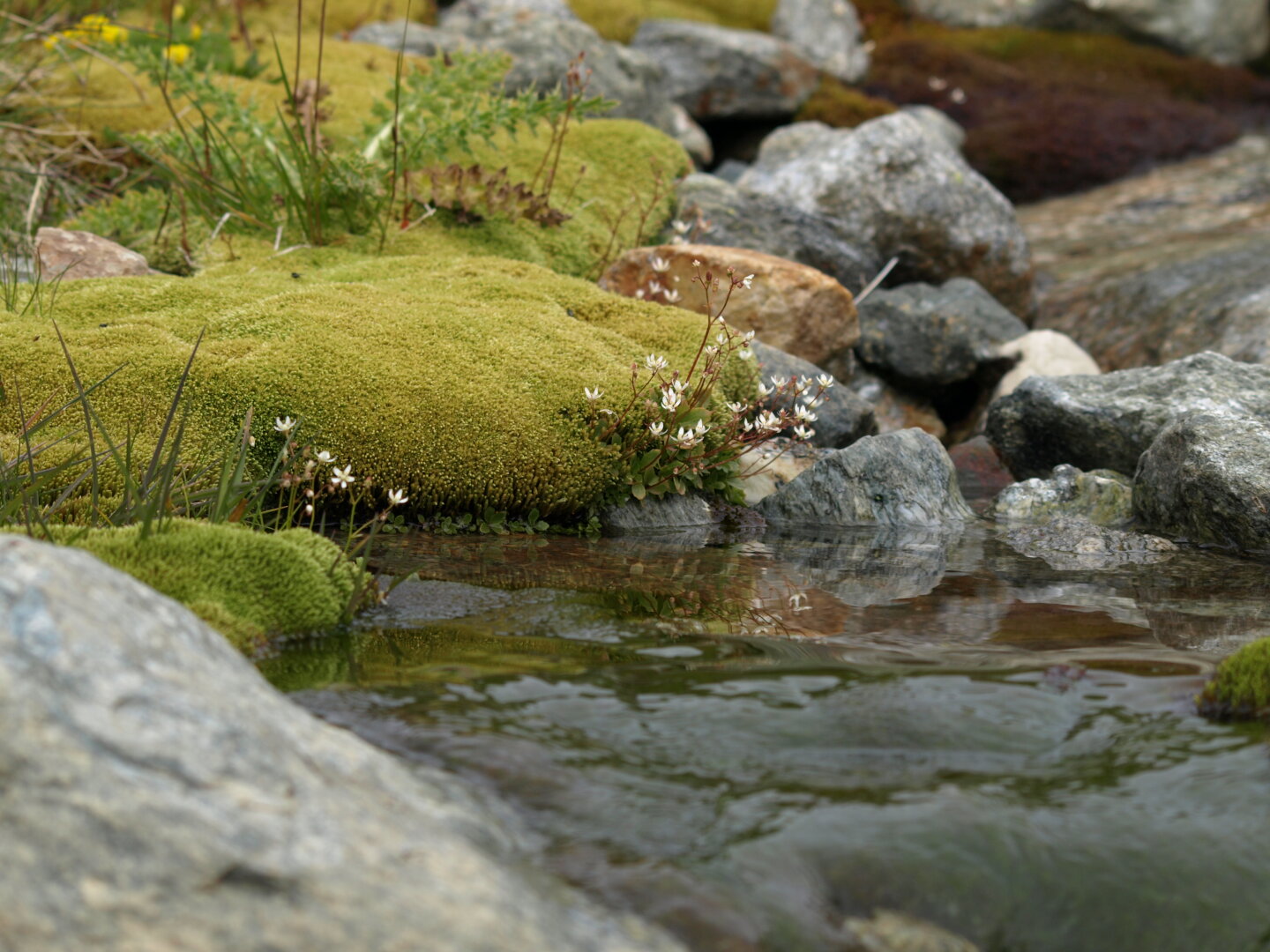 Starry saxifrag (lat. Micranthes stellaris)