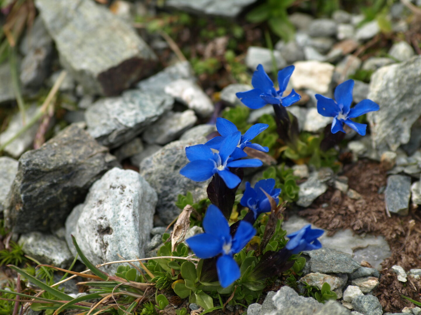 Spring gentian (lat. Gentiana verna)