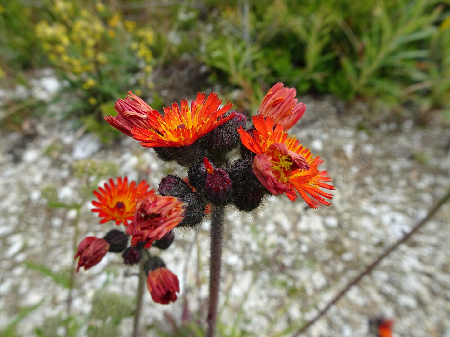 Orange Hawkweed (lat. Pilosella aurantiaca)