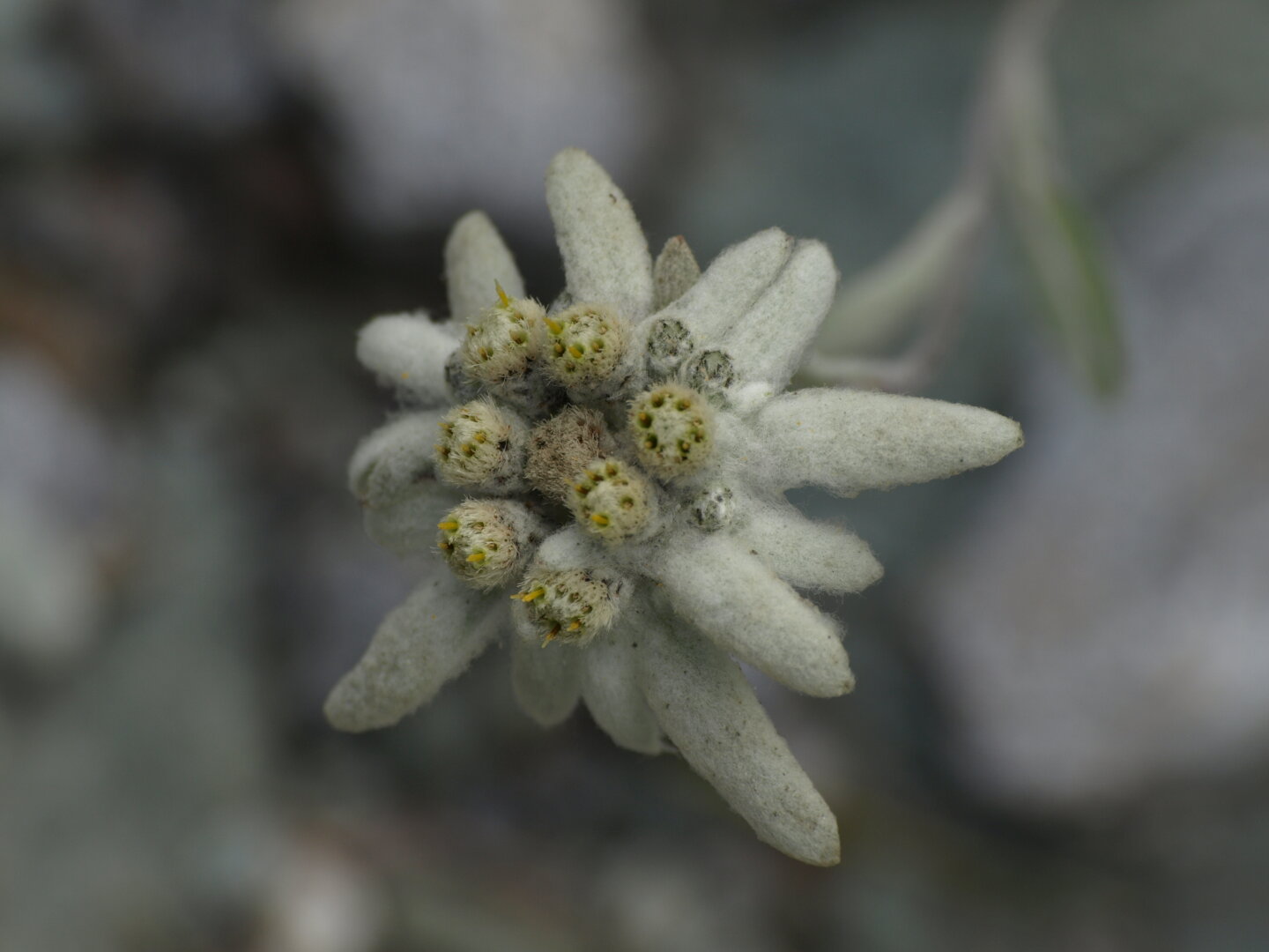 Edelweiss (lat. Leontopodium nivale)
